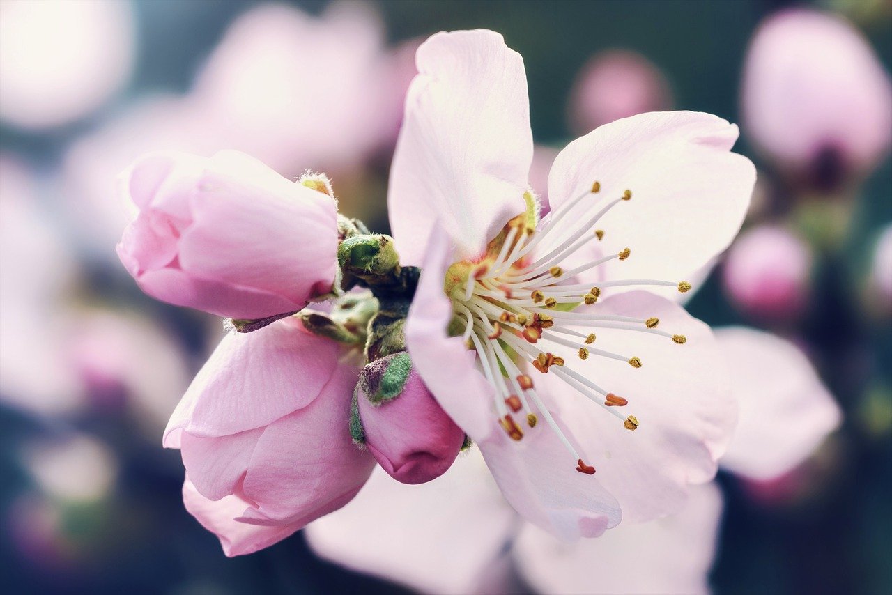 Must-Visit Destinations in Japan for Cherry Blossom Season